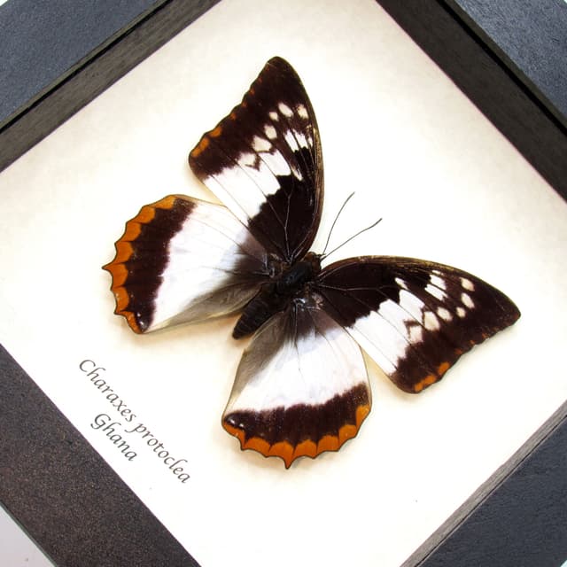 Real Flame Bordered Emperor butterfly framed taxidermy - Charaxes protoclea - female
