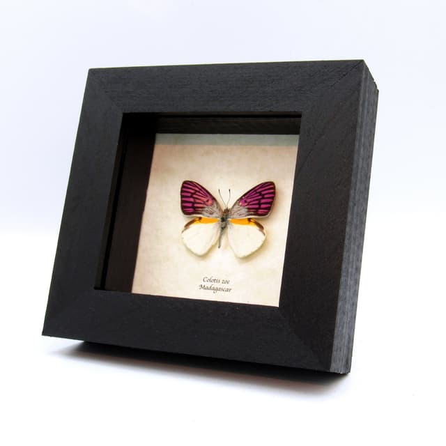 Rare magenta butterfly framed taxidermy - Colotis zoe