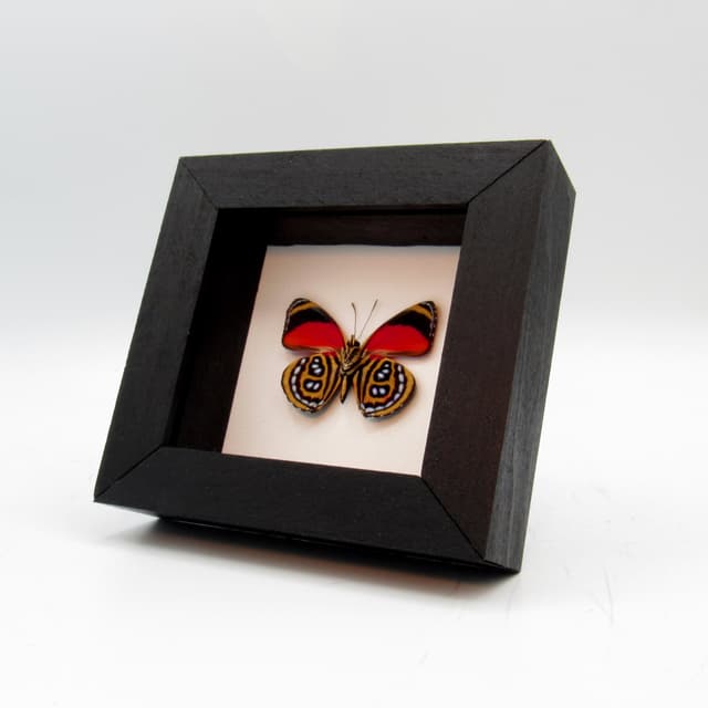 Real red butterfly framed taxidermy - Callicore cyllene