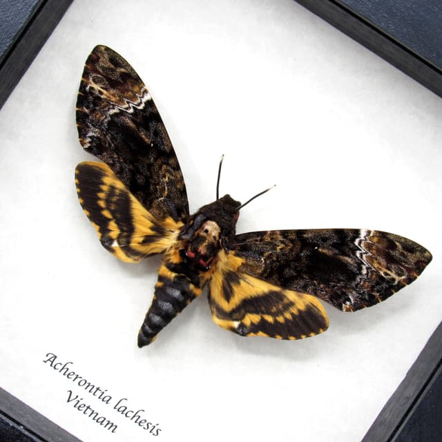 Real XXL Deaths Head moth framed taxidermy - Acherontia lachesis - female
