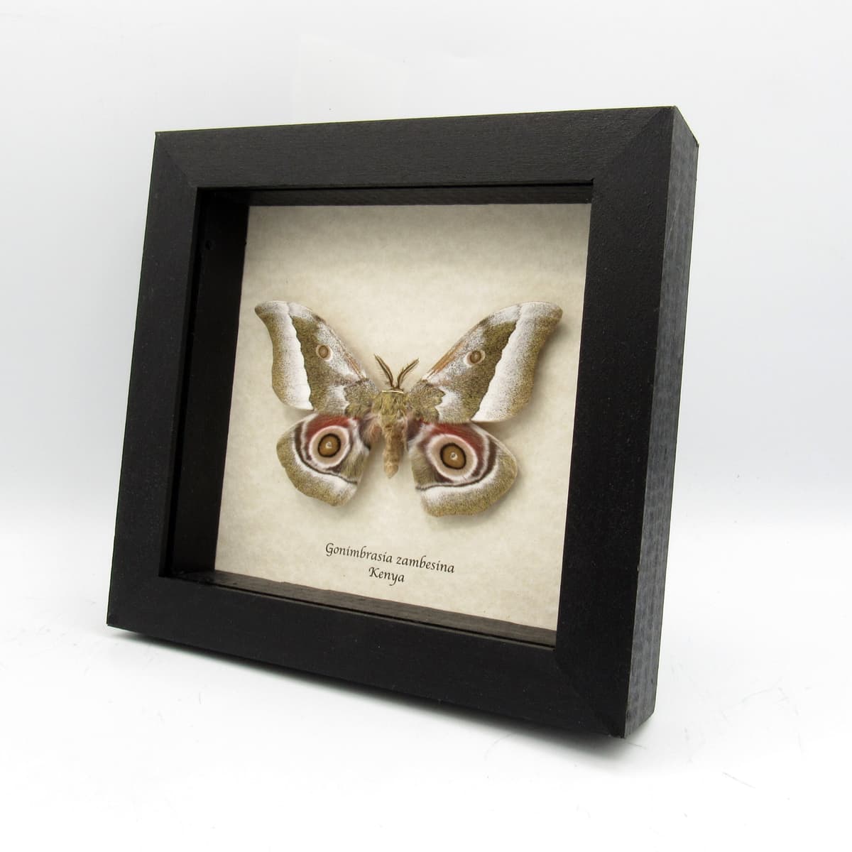 Real Saturn moth framed taxidermy - Gonimbrasia zambesina