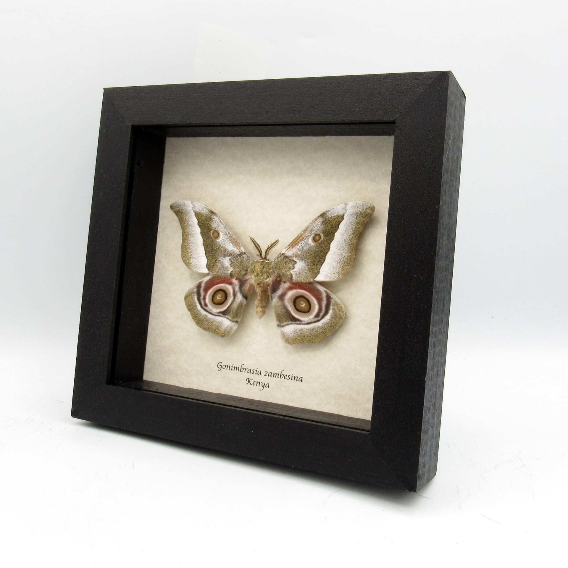 Real Saturn moth framed taxidermy - Gonimbrasia zambesina