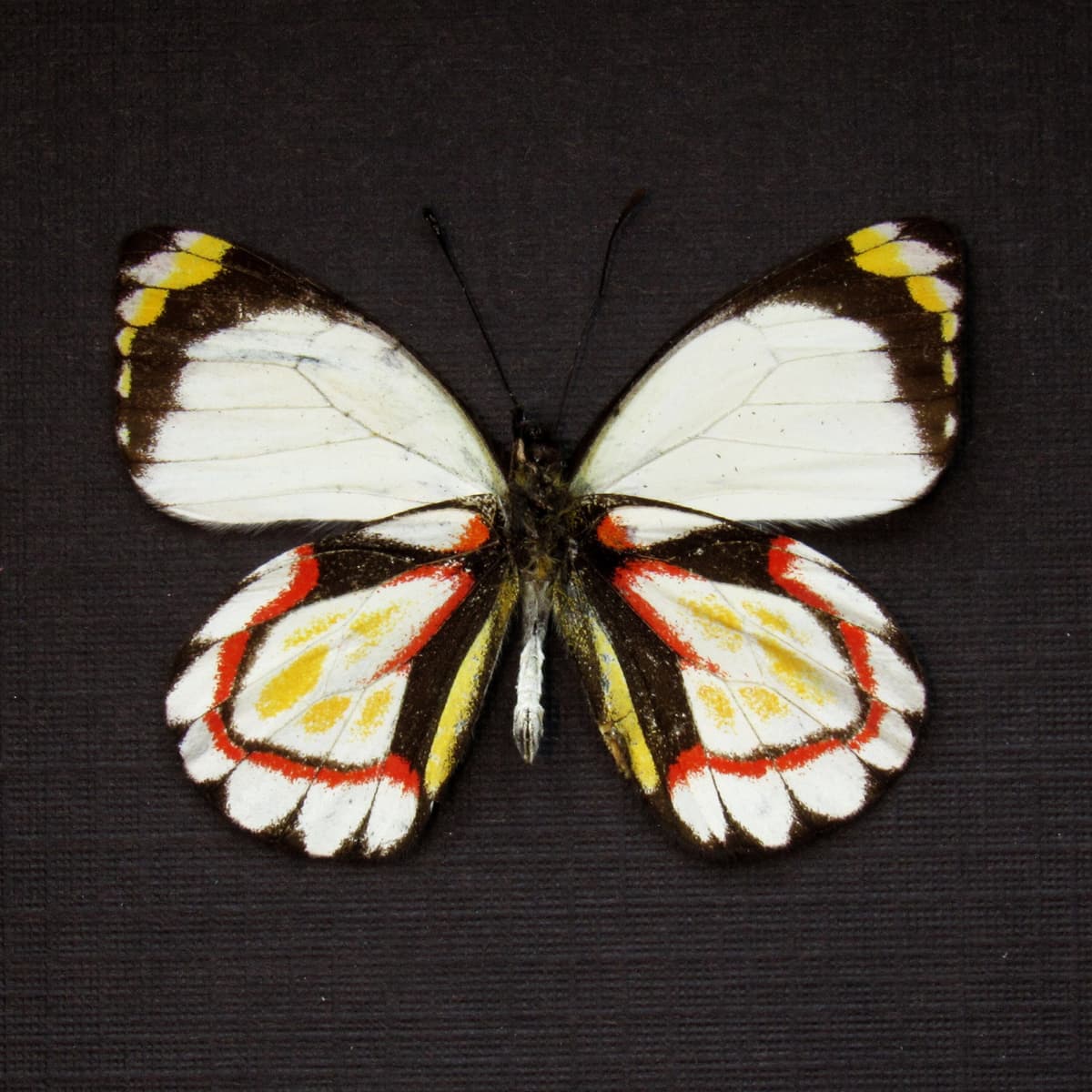 Real Delias butterfly framed taxidermy - Delias arabuana