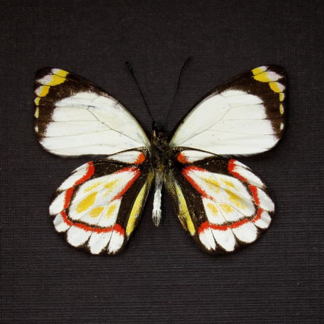 Real Delias butterfly framed taxidermy - Delias arabuana