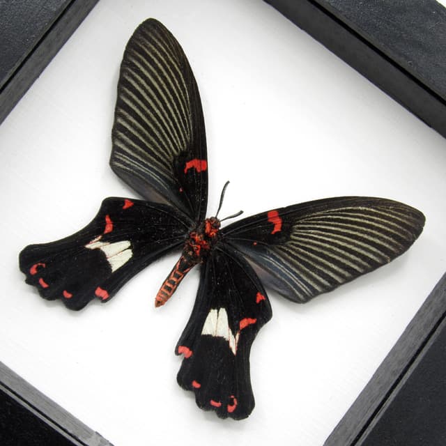 Rare moth framed taxidermy - Epicopeia polydora - Butterfly mimic - minor damage/antenna nip