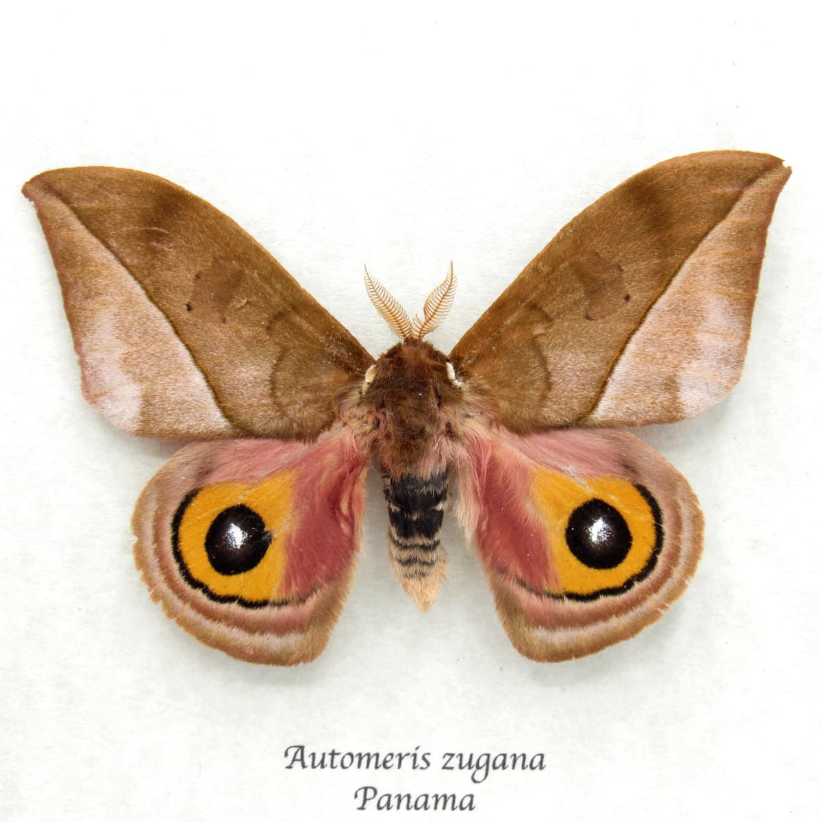 Real Saturn moth framed taxidermy - Automeris zugana