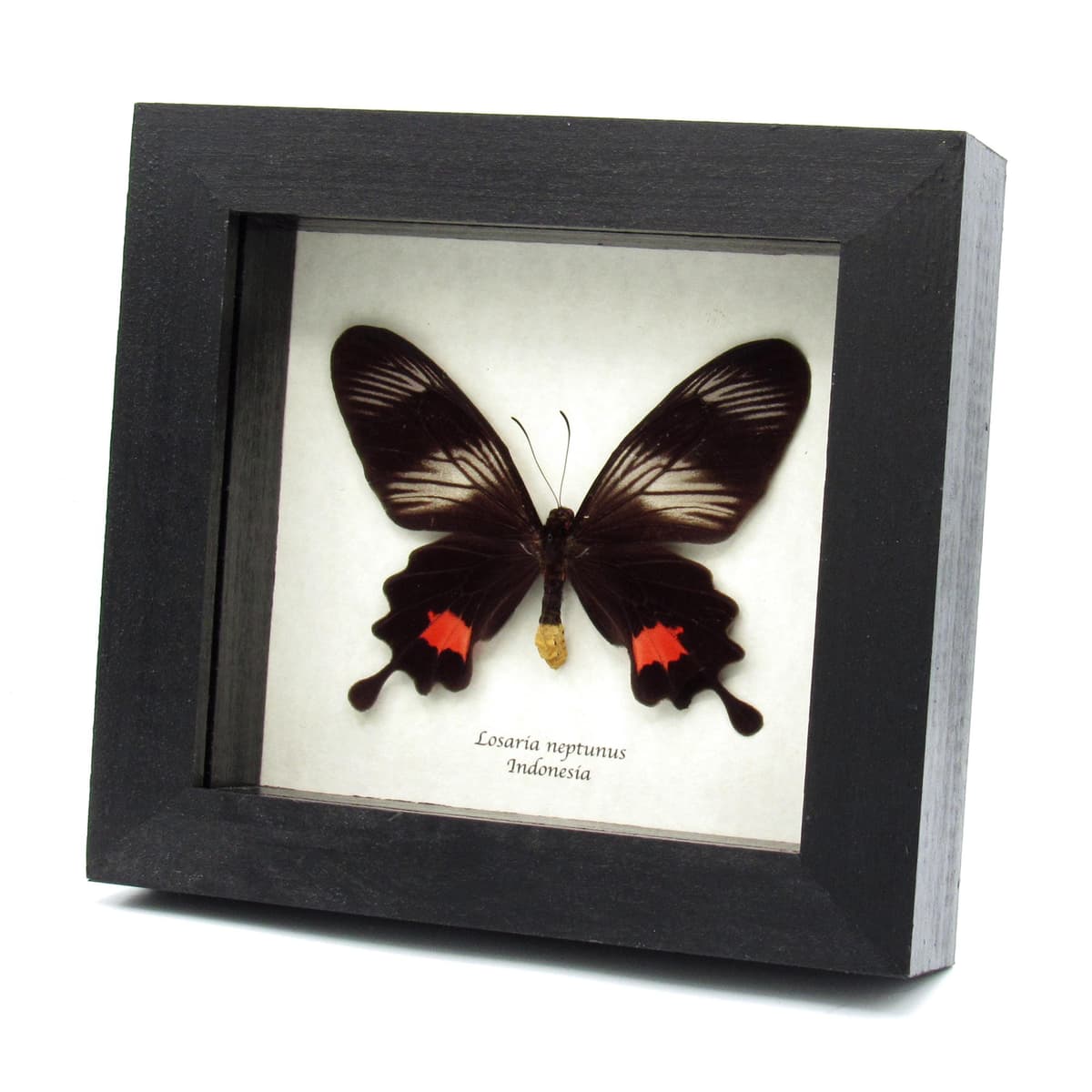 Rare Clubtail butterfly framed taxidermy - Losaria neptunus - female