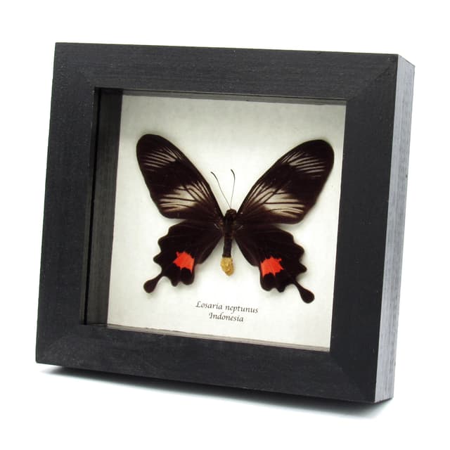Rare Clubtail butterfly framed taxidermy - Losaria neptunus - female
