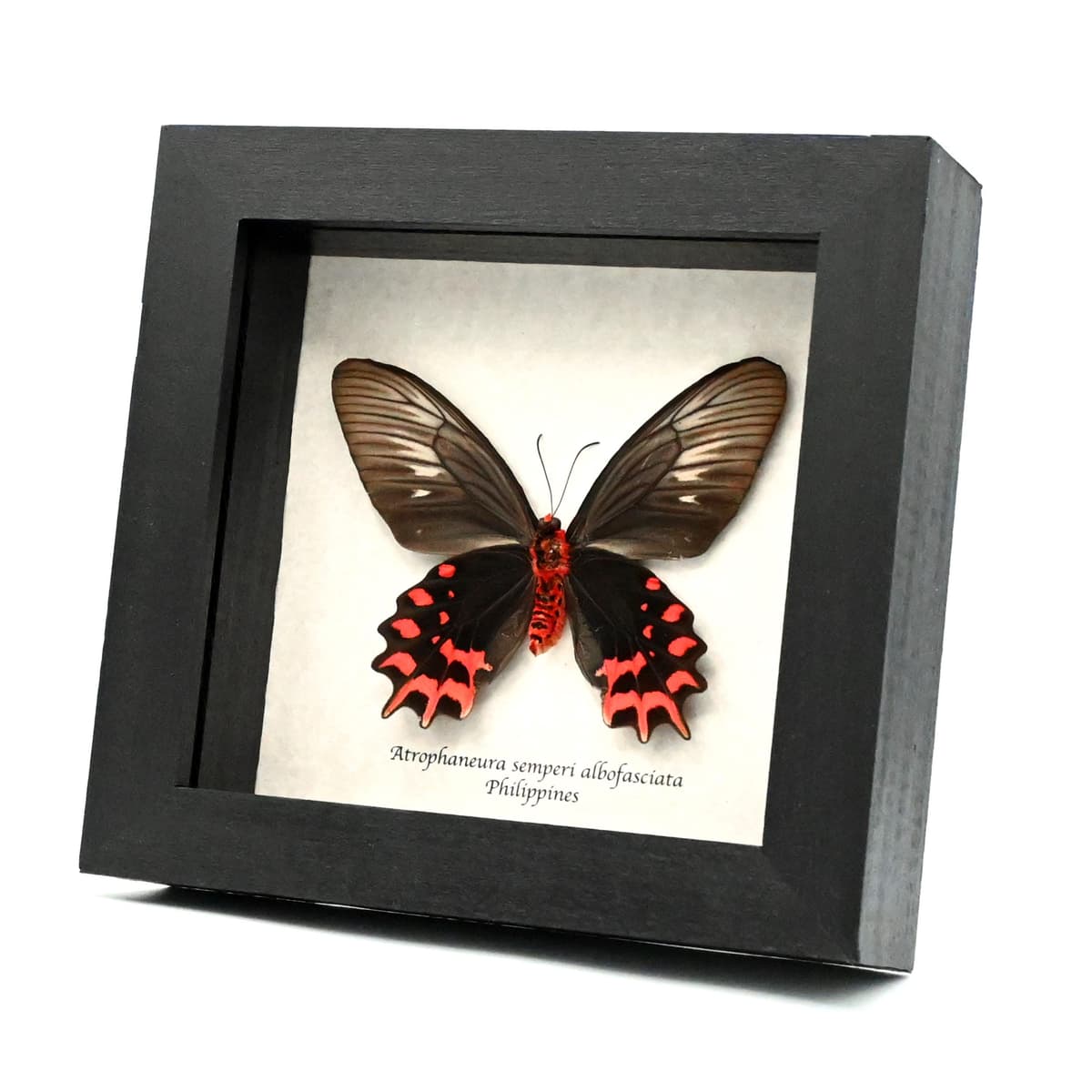 Real Vampire Swallowtail butterfly framed taxidermy - Atrophaneura semperi albofasciata - female - runt