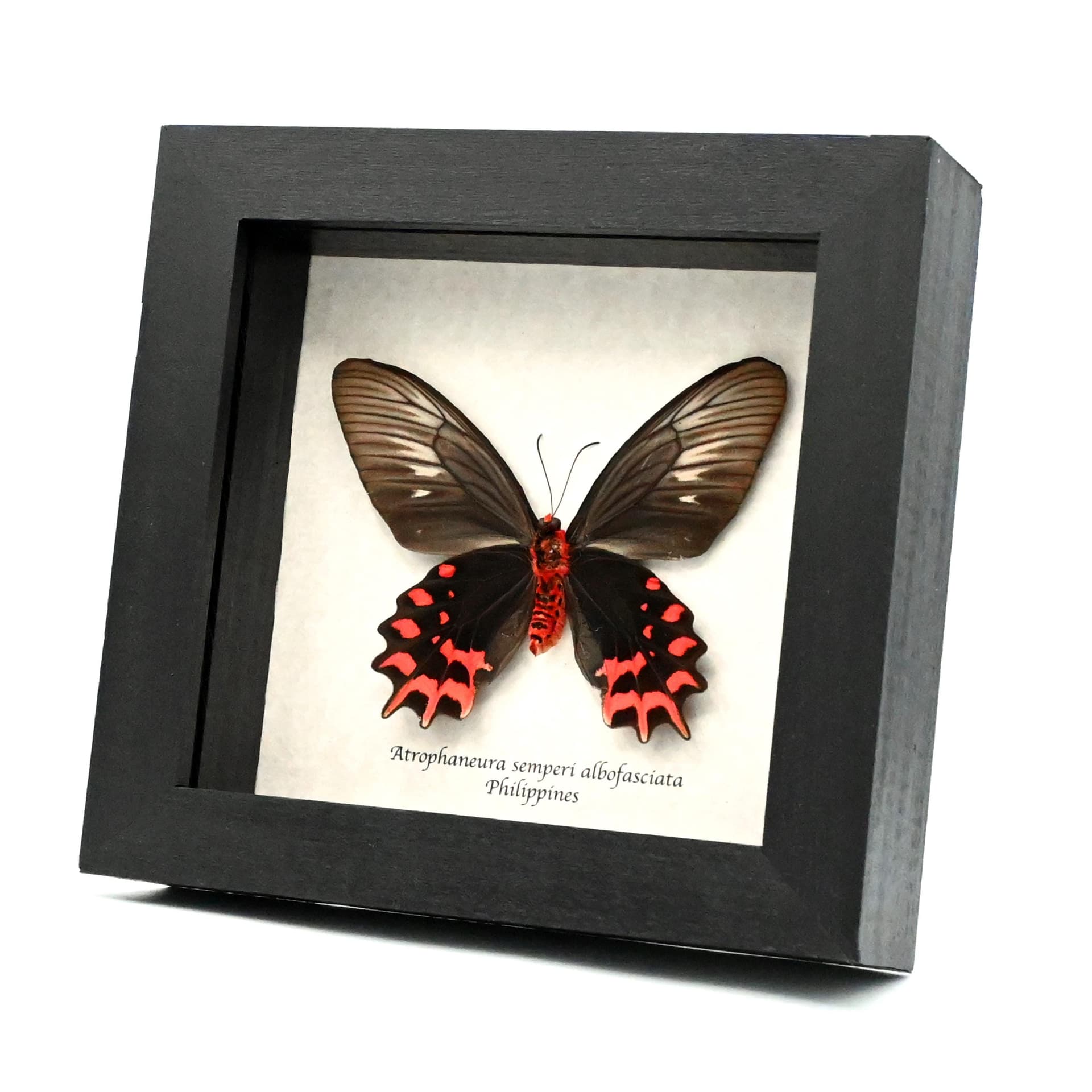 Real Vampire Swallowtail butterfly framed taxidermy - Atrophaneura semperi albofasciata - female - runt