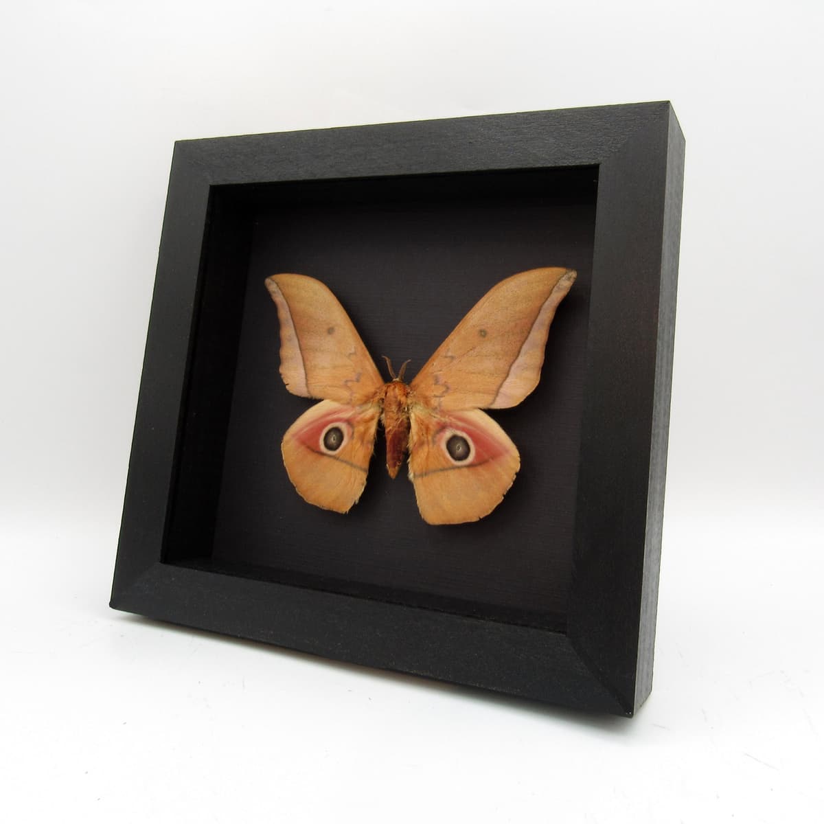 Real Giant Saturn moth framed taxidermy - Pseudobunaea species