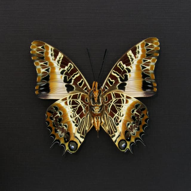 Real Black-bordered Charaxes butterfly framed taxidermy - Charaxes pollux