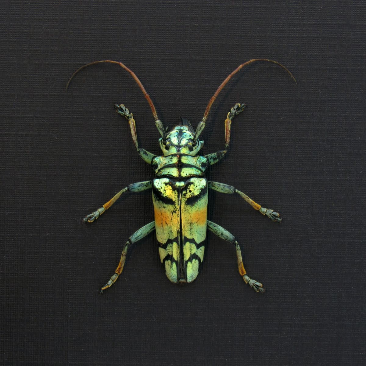 Real framed beetle taxidermy - Tmesisternis rafaelae - large female