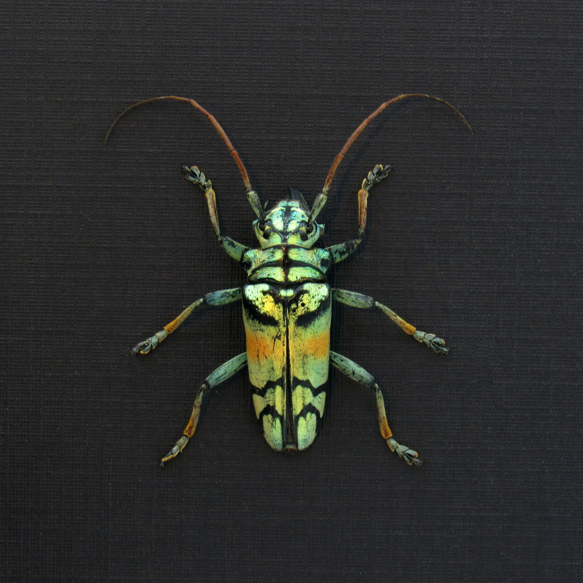 Real framed beetle taxidermy - Tmesisternis rafaelae - large female