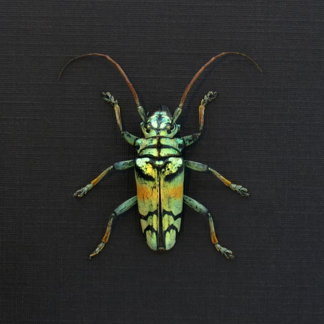 Real framed beetle taxidermy - Tmesisternis rafaelae - large female