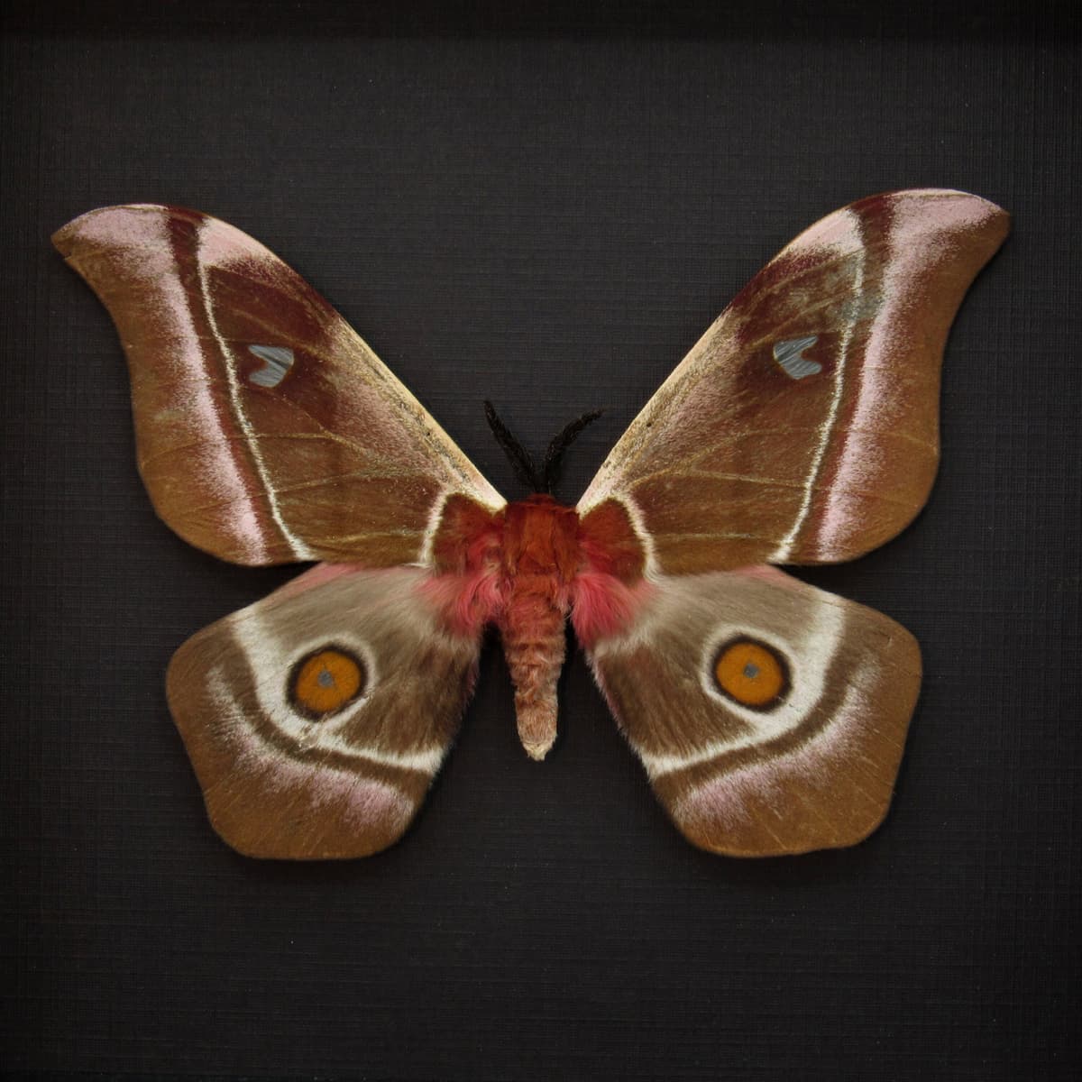 Real Pink Madagascar Emperor moth framed taxidermy - Bunaea aslauga