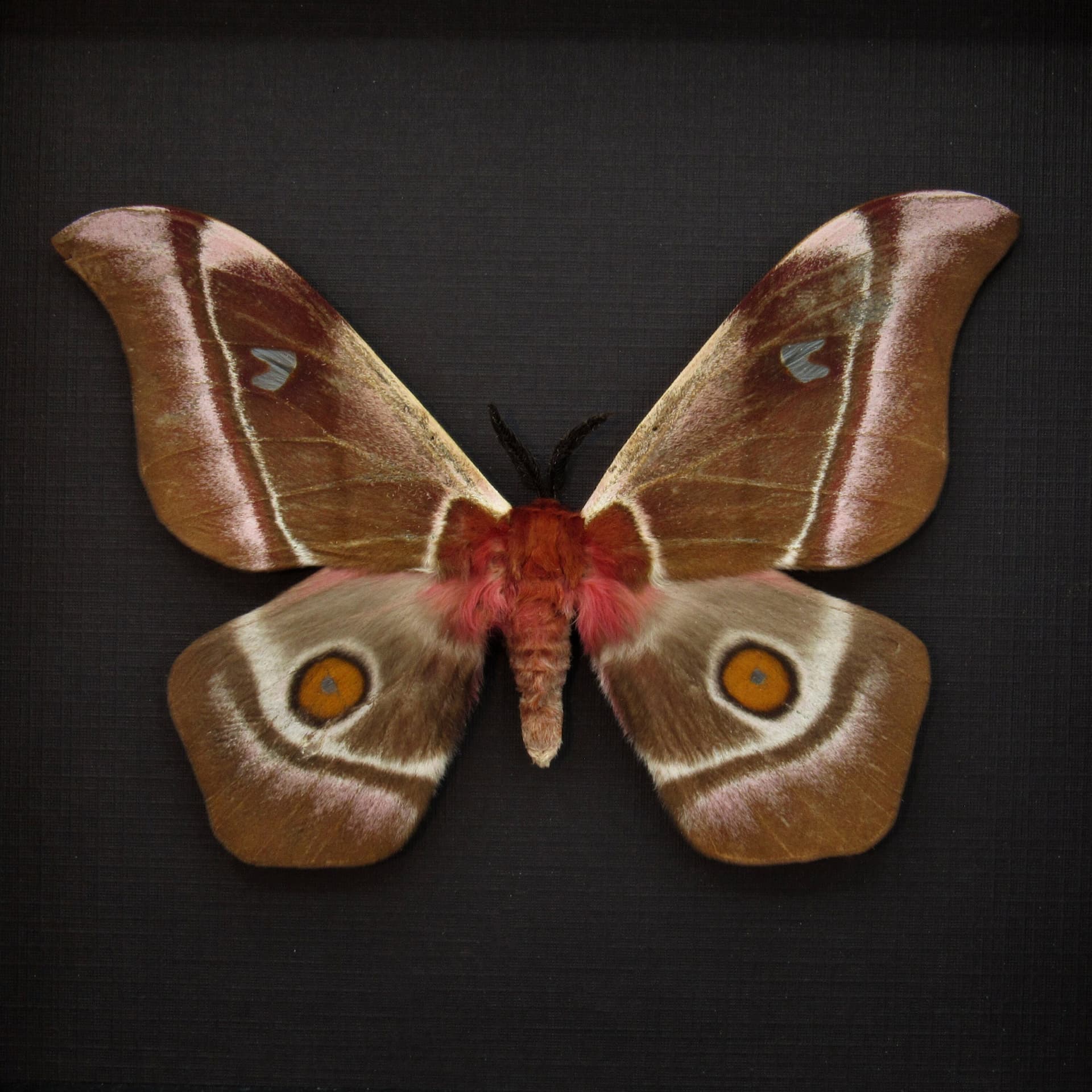 Real Pink Madagascar Emperor moth framed taxidermy - Bunaea aslauga