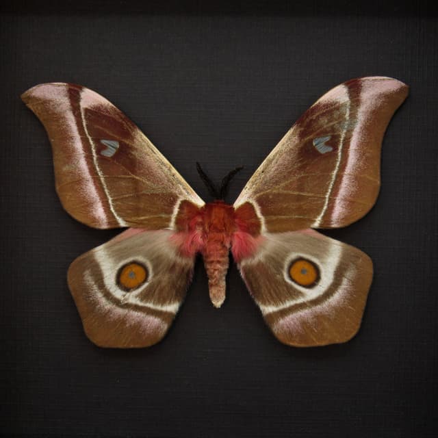 Real Pink Madagascar Emperor moth framed taxidermy - Bunaea aslauga