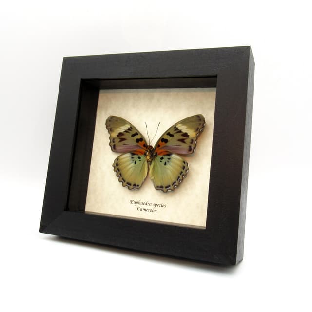 Rare green Forester butterfly framed - Euphaedra species