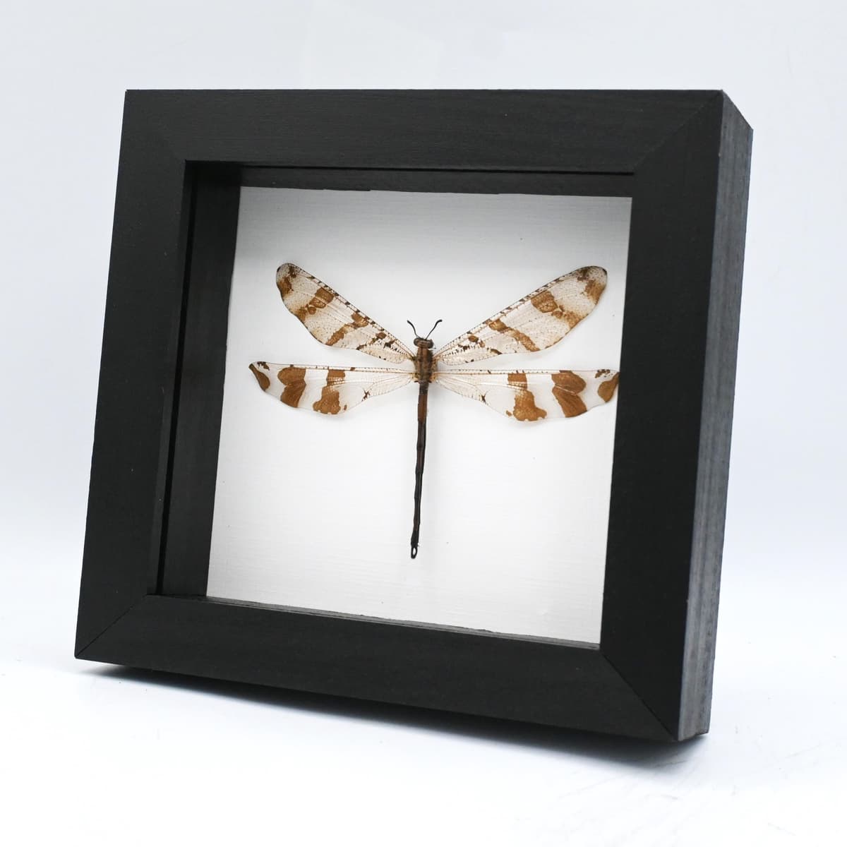 Real Giant Antlion framed taxidermy - Palpares species