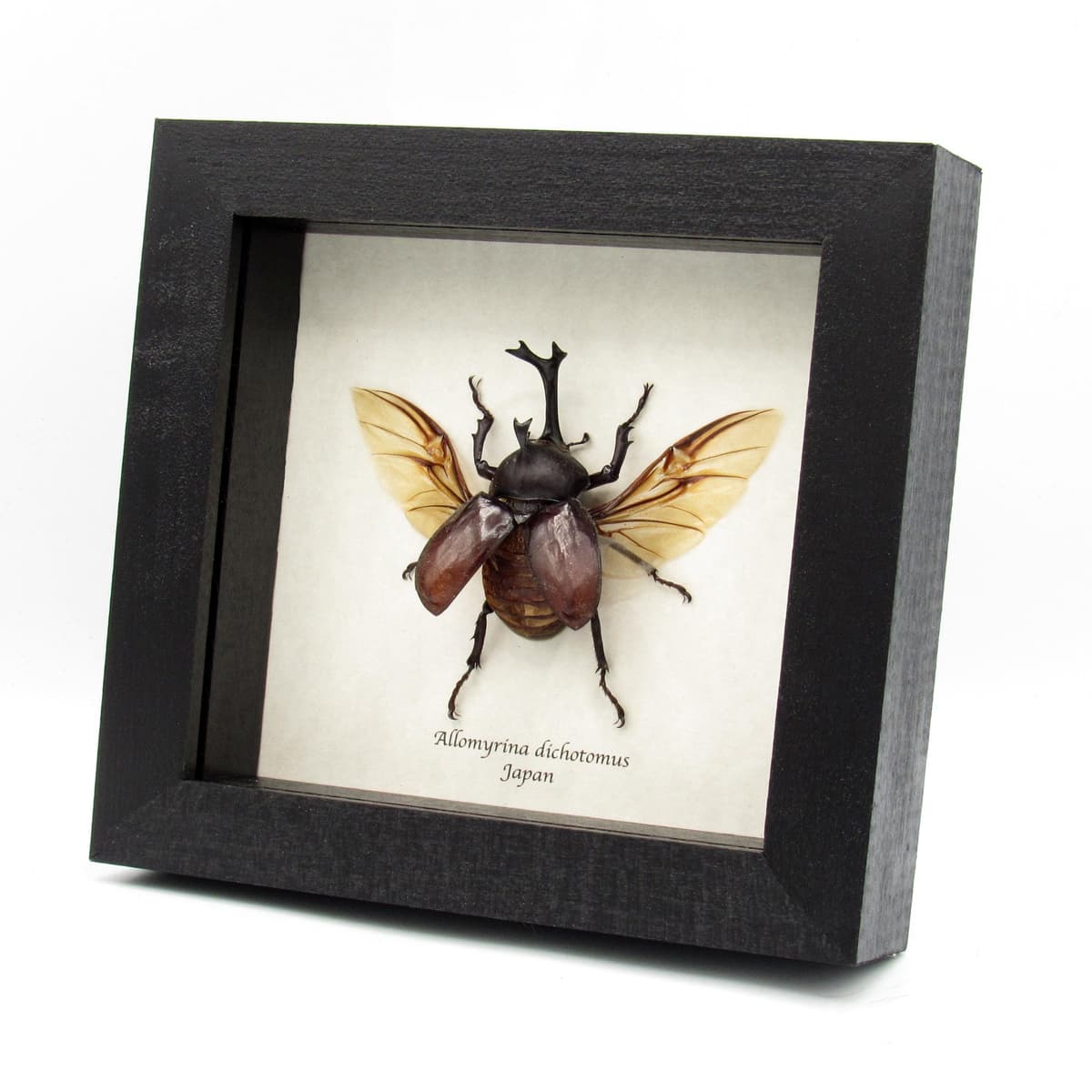 Real Japanese Rhinoceros beetle framed taxidermy - Allomyrina dichotomus