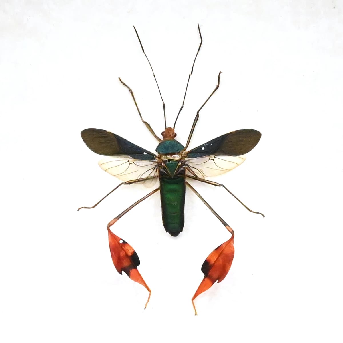 Rare orange Leaf Footed bug framed taxidermy - Anisoscelis foliacea