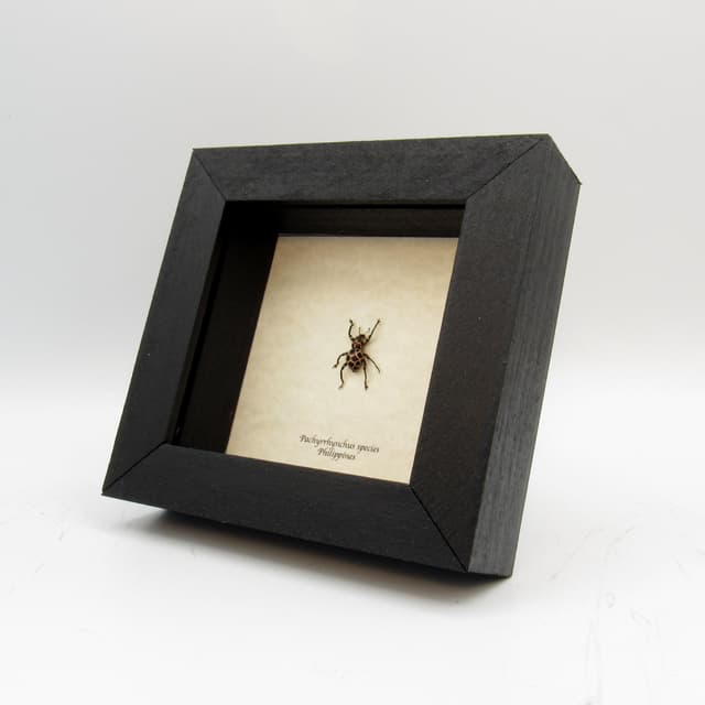 WEEVIL MANIA - Rare pink beetle framed taxidermy - Pachyrhynchus species