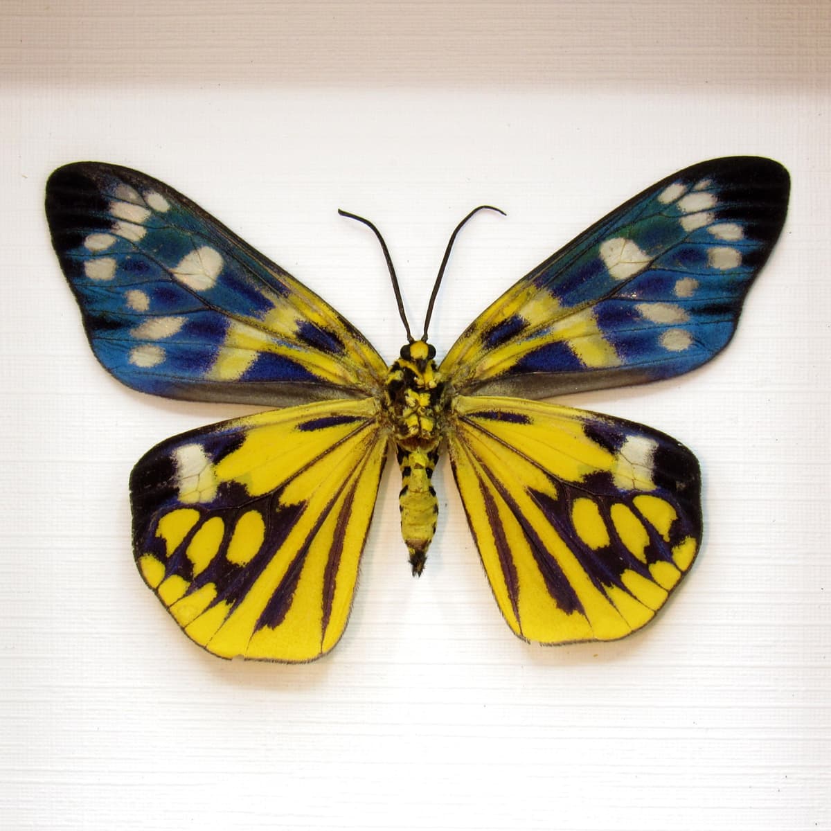 Rare yellow metallic Day Moth framed taxidermy - Psaphis euschemoides