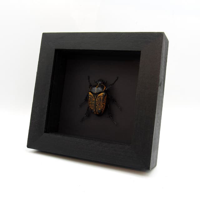 Large black and gold Scarab beetle framed taxidermy - Fornasinius fornasini - female