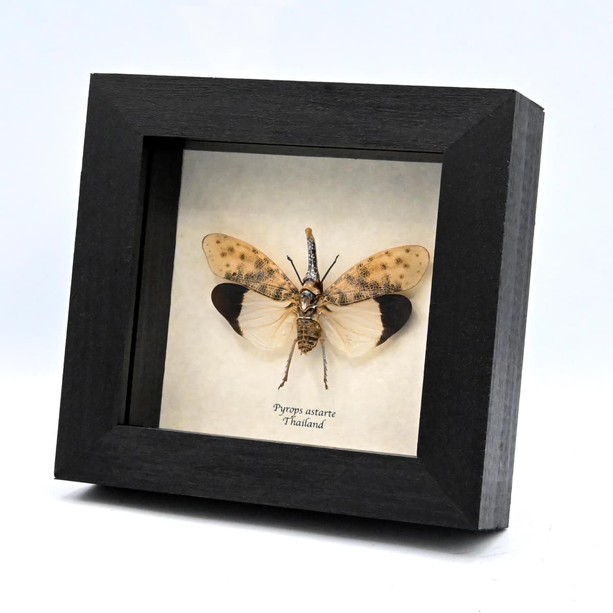 Real White Lanternfly framed taxidermy - Pyrops astarte