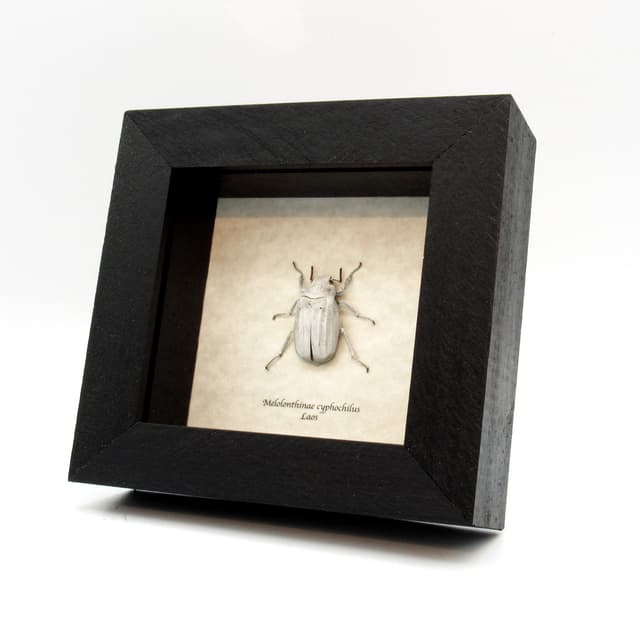 Real White Scarab beetle framed taxidermy - Melolonthinae cyphochilus