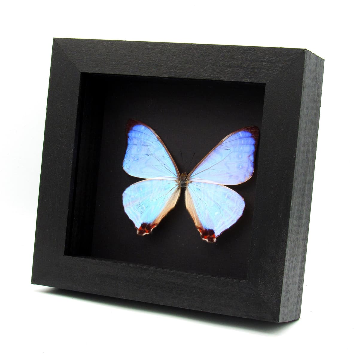 Real Pearl Morpho Butterfly framed taxidermy - Morpho sulkowskyi