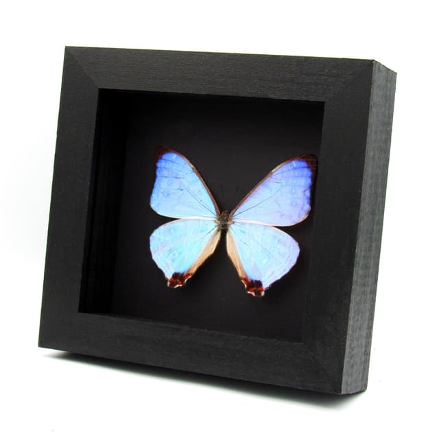 Real Pearl Morpho Butterfly framed taxidermy - Morpho sulkowskyi