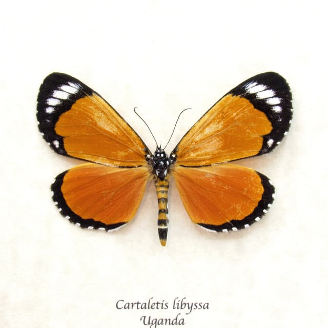 Rare red butterfly mimic moth framed taxidermy - Cartaletis libyssa