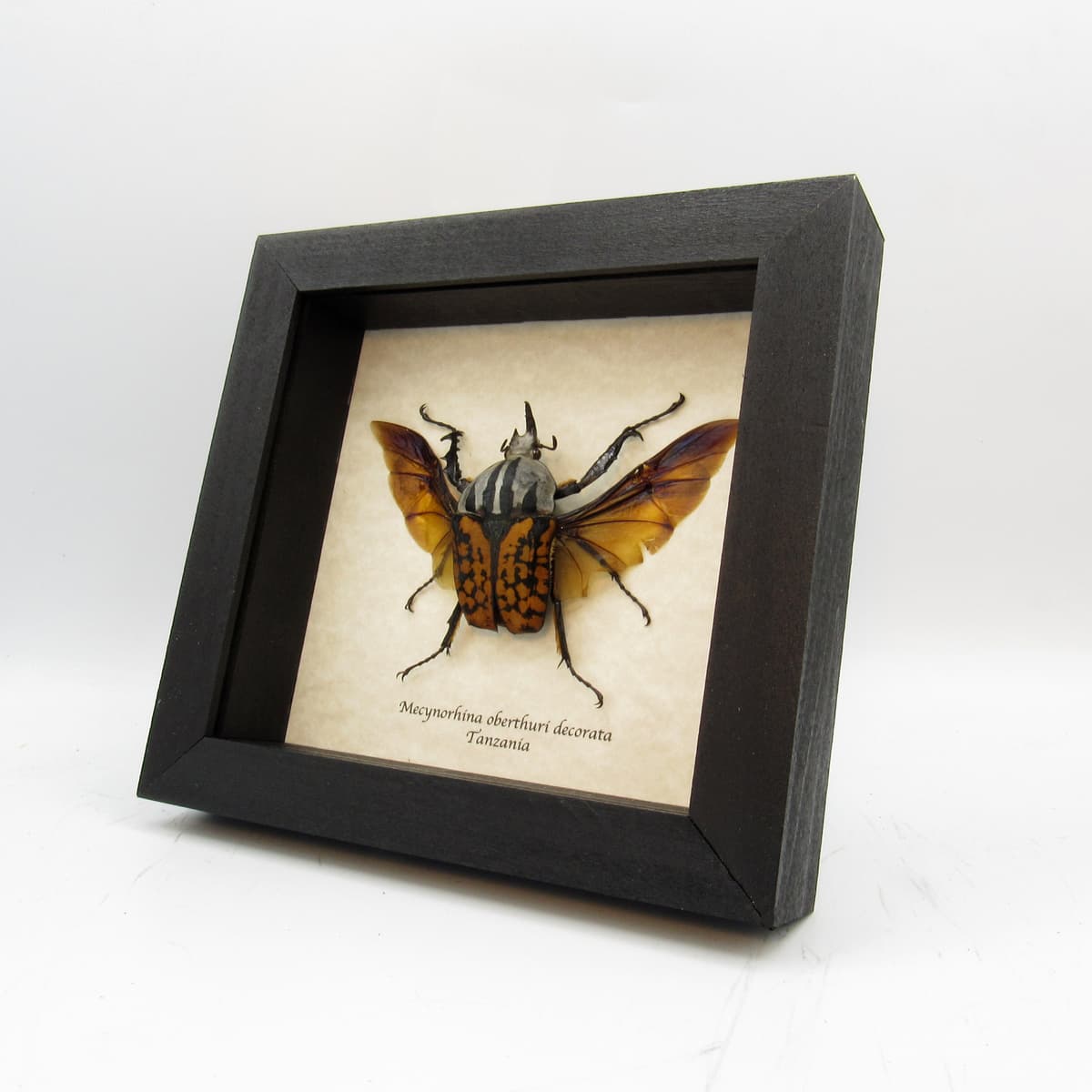 Real framed taxidermy beetle - Mecynorhina oberthuri decorata