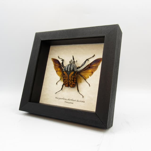 Real framed taxidermy beetle - Mecynorhina oberthuri decorata