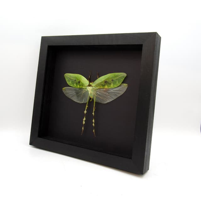 Real Giant Thorny Legged Katydid framed taxidermy - Ancylecha fenestrate - female