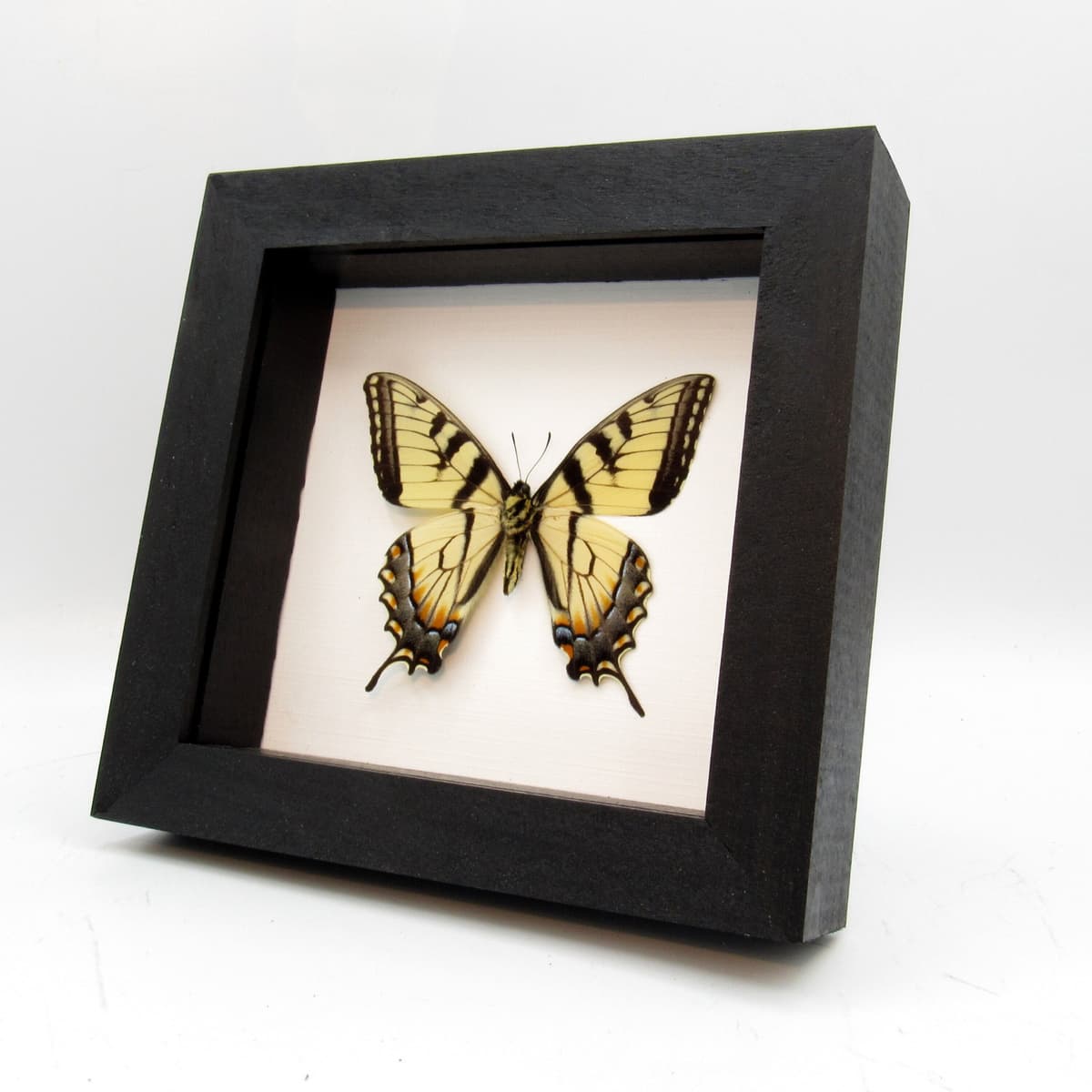 Real Tiger Swallowtail framed taxidermy - Papilio glaucus - verso