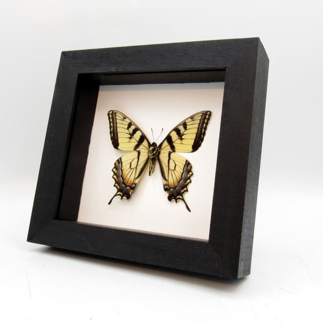 Real Tiger Swallowtail framed taxidermy - Papilio glaucus - verso