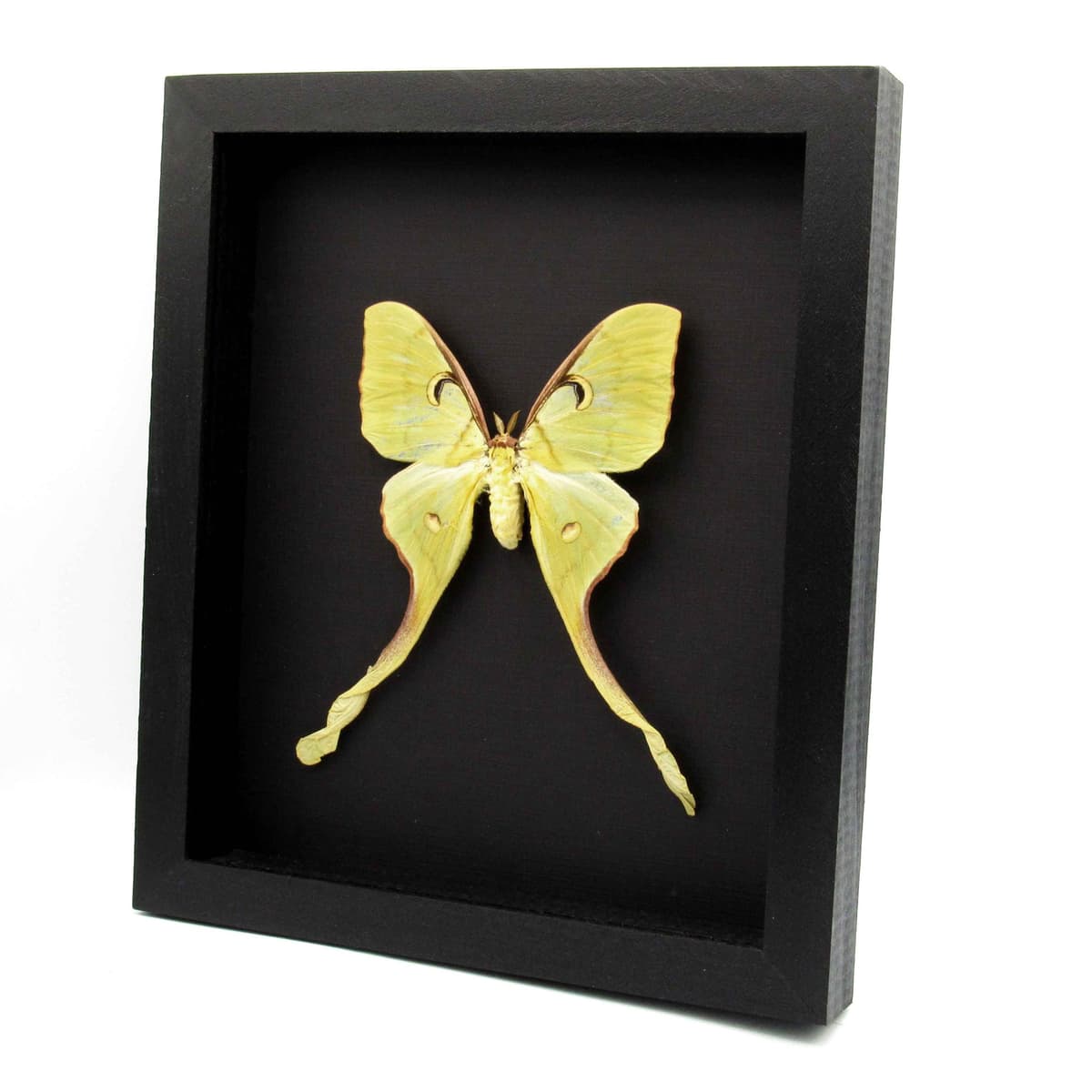 Real Giant Malaysian Moon moth framed taxidermy - Actias maenas - female