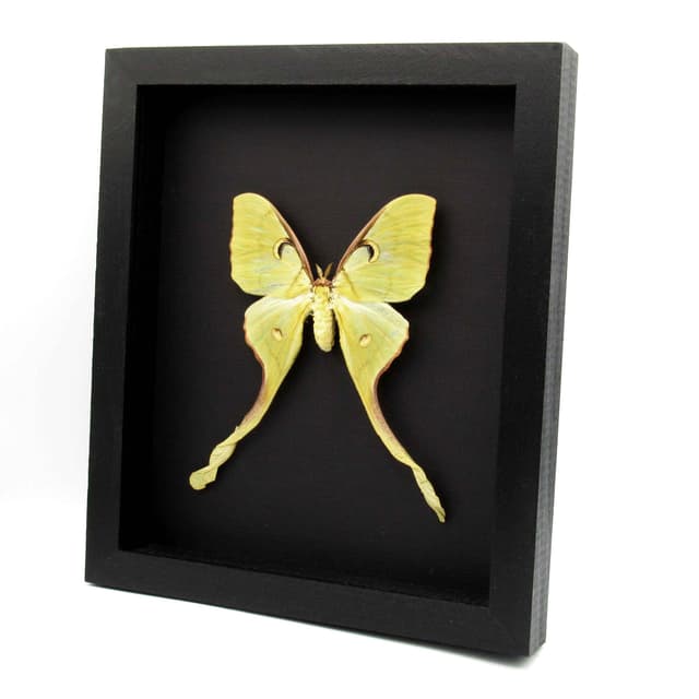 Real Giant Malaysian Moon moth framed taxidermy - Actias maenas - female