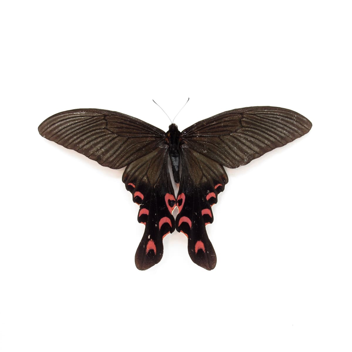 Rare Giant Swallowtail butterfly framed taxidermy - Papilio elwesi - Victorian mount