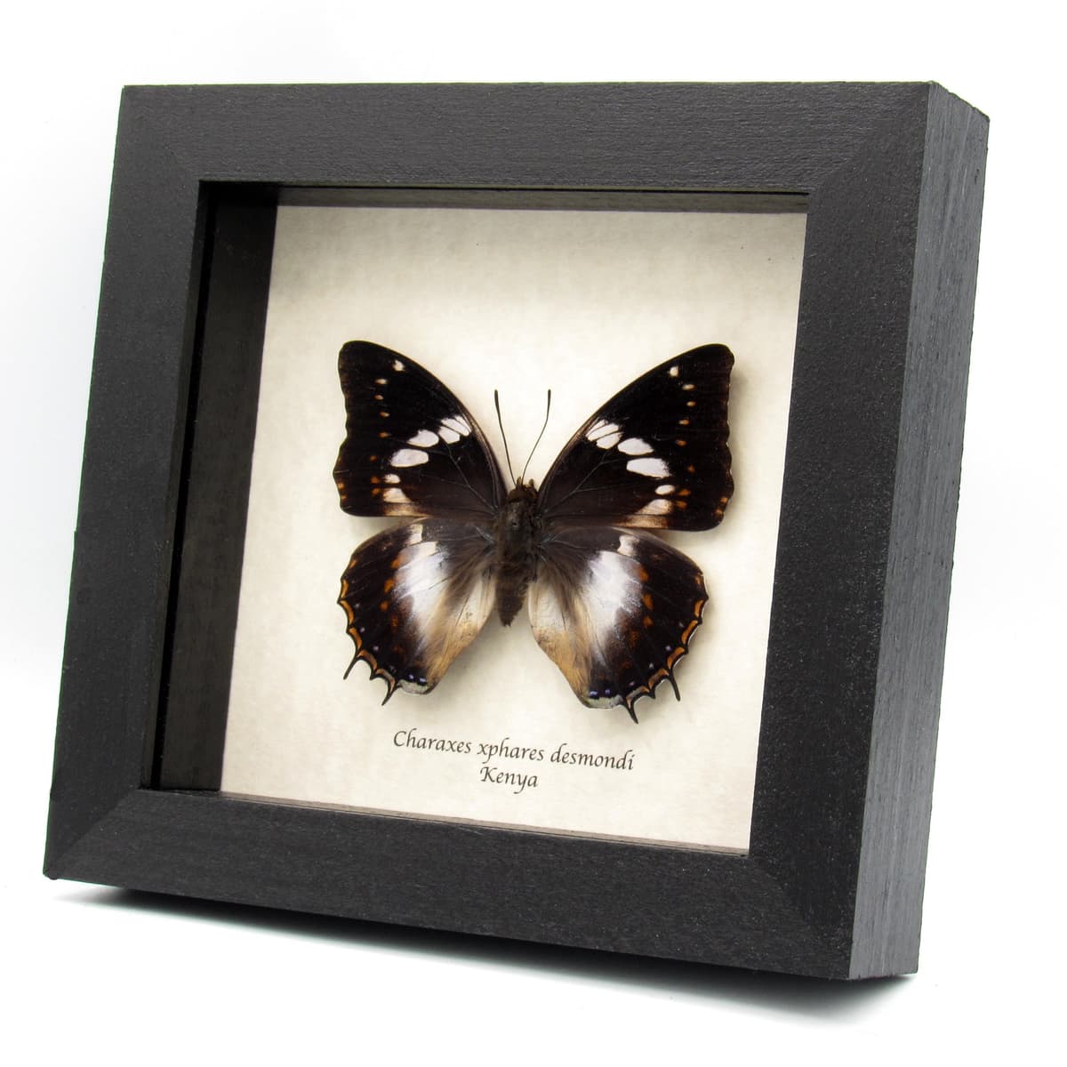Real Forest King Charaxes butterfly framed taxidermy - Charaxes xiphares desmondi - large female