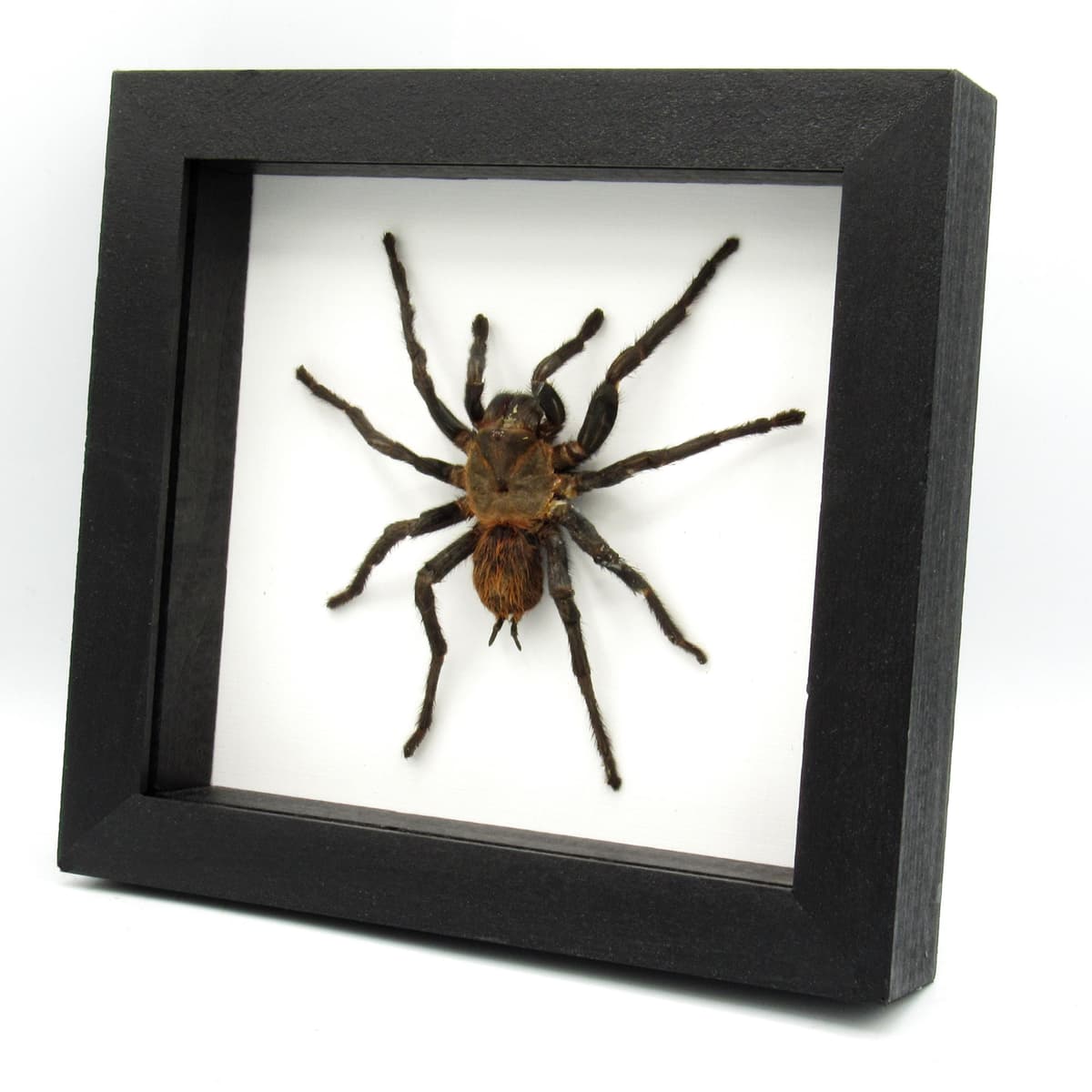 Real Mexican Red Rump Tarantula framed taxidermy - Brachypelma vagans - minor damage