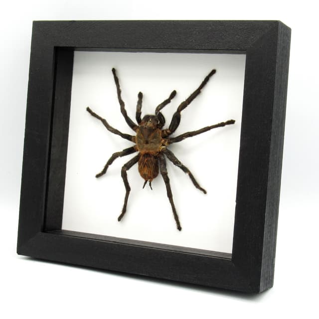Real Mexican Red Rump Tarantula framed taxidermy - Brachypelma vagans - minor damage