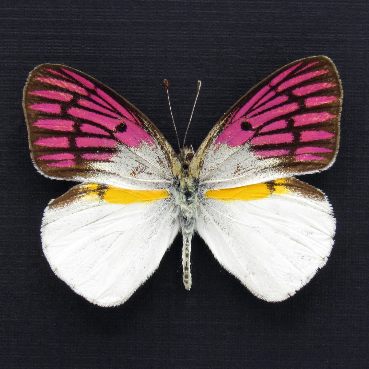 Rare magenta butterfly framed taxidermy - Colotis zoe