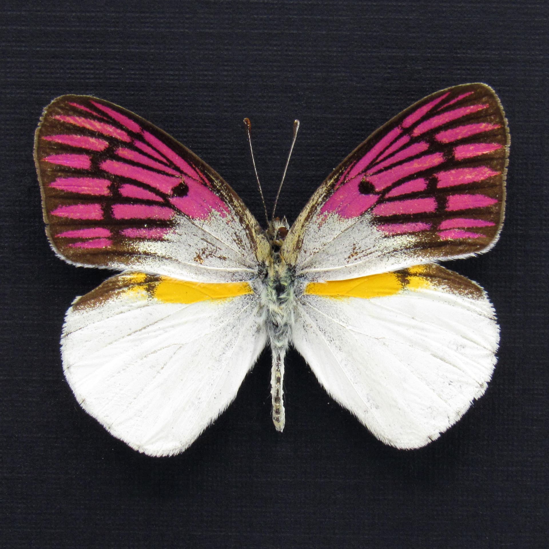Rare magenta butterfly framed taxidermy - Colotis zoe