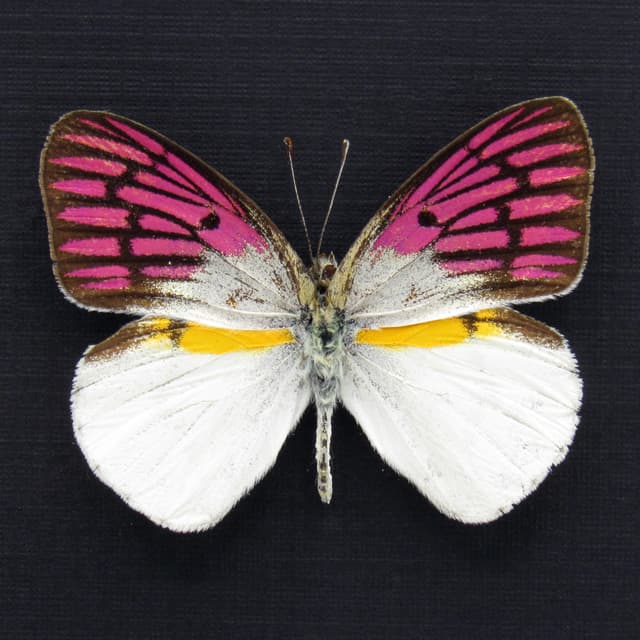 Rare magenta butterfly framed taxidermy - Colotis zoe