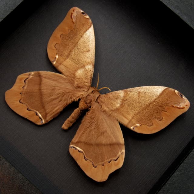 Real Giant Saturn moth framed taxidermy - Arsenura armida