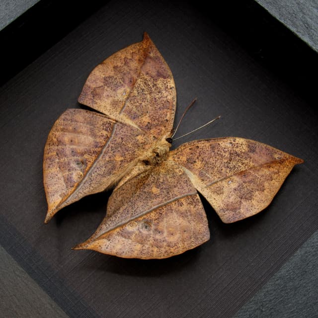 Real Dead Leaf butterfly framed taxidermy - Kallima inachus